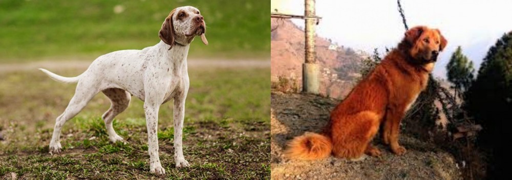 Himalayan Sheepdog vs Braque du Bourbonnais - Breed Comparison