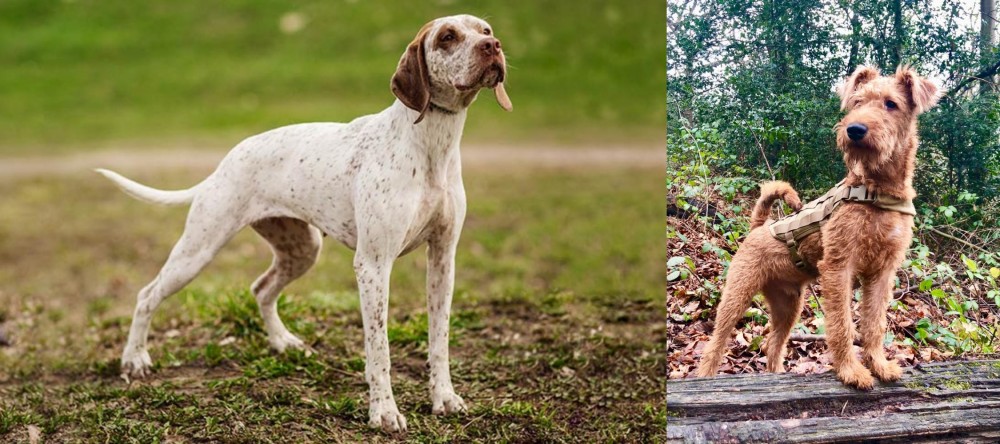 Irish Terrier vs Braque du Bourbonnais - Breed Comparison