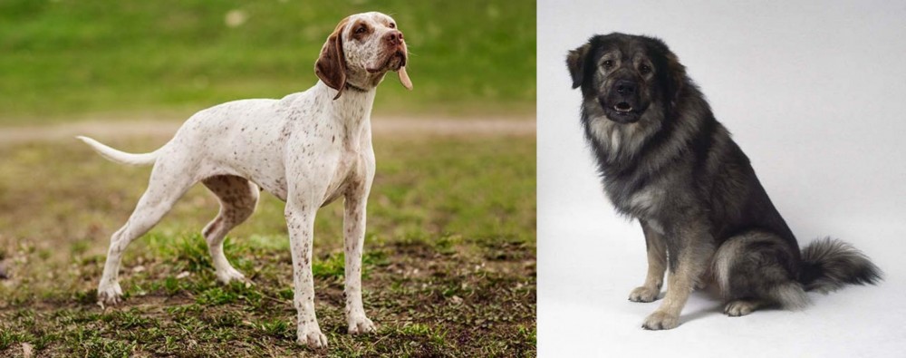 Istrian Sheepdog vs Braque du Bourbonnais - Breed Comparison