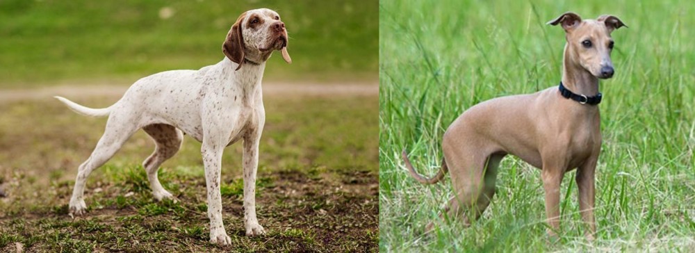 Italian Greyhound vs Braque du Bourbonnais - Breed Comparison