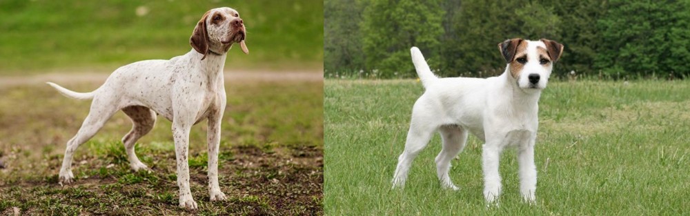 Jack Russell Terrier vs Braque du Bourbonnais - Breed Comparison