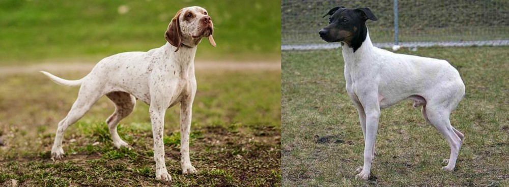 Japanese Terrier vs Braque du Bourbonnais - Breed Comparison