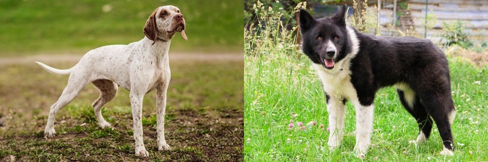 Karelian Bear Dog vs Braque du Bourbonnais - Breed Comparison