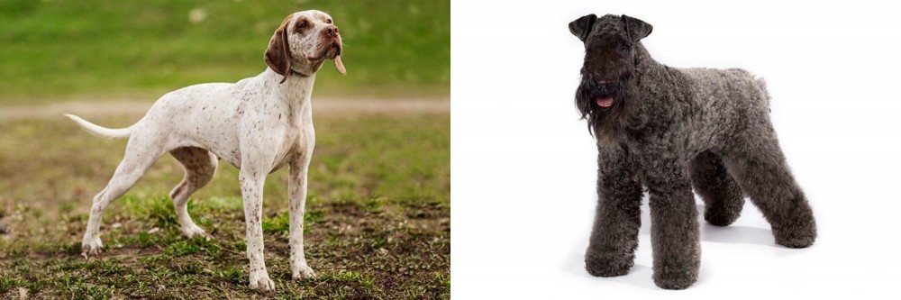 Kerry Blue Terrier vs Braque du Bourbonnais - Breed Comparison
