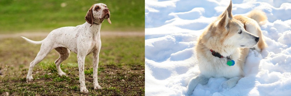 Labrador Husky vs Braque du Bourbonnais - Breed Comparison