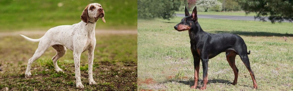 Manchester Terrier vs Braque du Bourbonnais - Breed Comparison