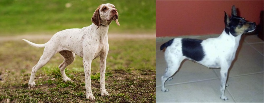 Miniature Fox Terrier vs Braque du Bourbonnais - Breed Comparison