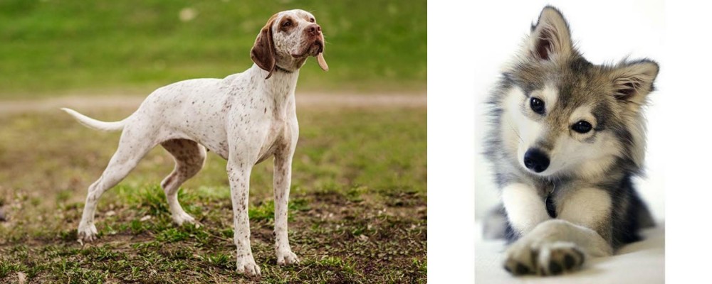 Miniature Siberian Husky vs Braque du Bourbonnais - Breed Comparison