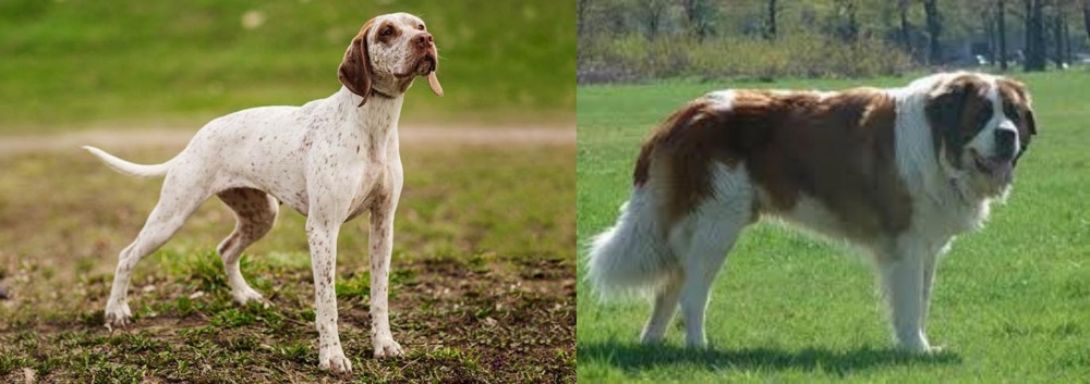 Moscow Watchdog vs Braque du Bourbonnais - Breed Comparison