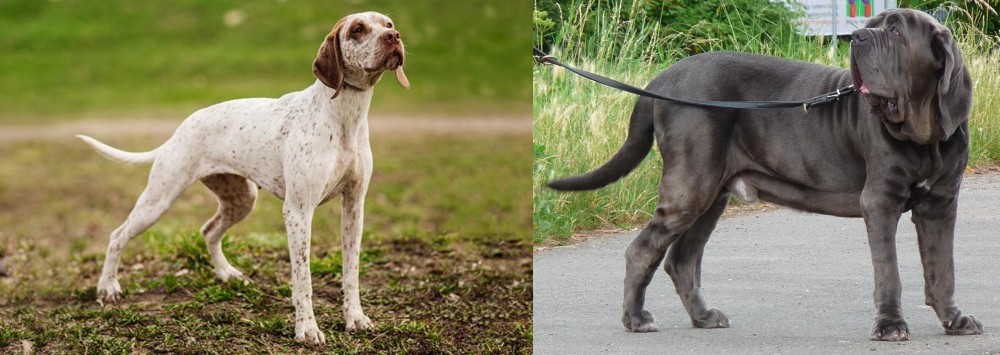 Neapolitan Mastiff vs Braque du Bourbonnais - Breed Comparison