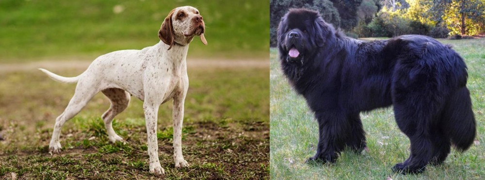 Newfoundland Dog vs Braque du Bourbonnais - Breed Comparison
