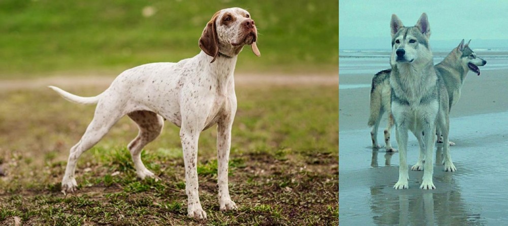 Northern Inuit Dog vs Braque du Bourbonnais - Breed Comparison