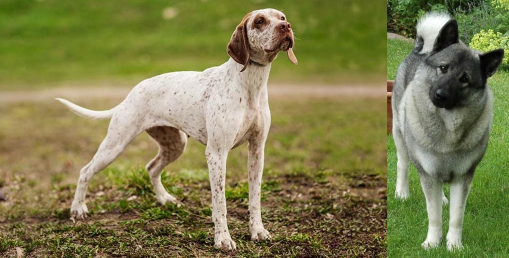 Norwegian Elkhound vs Braque du Bourbonnais - Breed Comparison