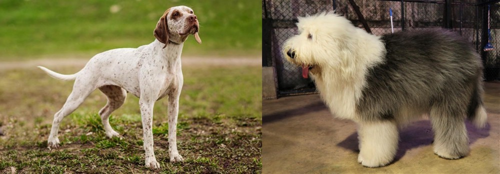 Old English Sheepdog vs Braque du Bourbonnais - Breed Comparison