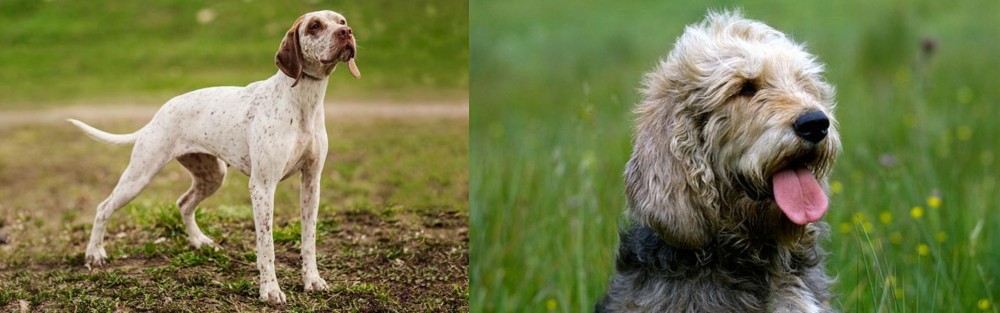 Otterhound vs Braque du Bourbonnais - Breed Comparison