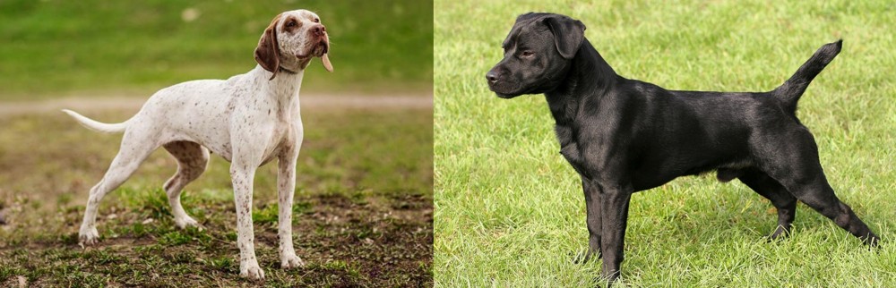 Patterdale Terrier vs Braque du Bourbonnais - Breed Comparison