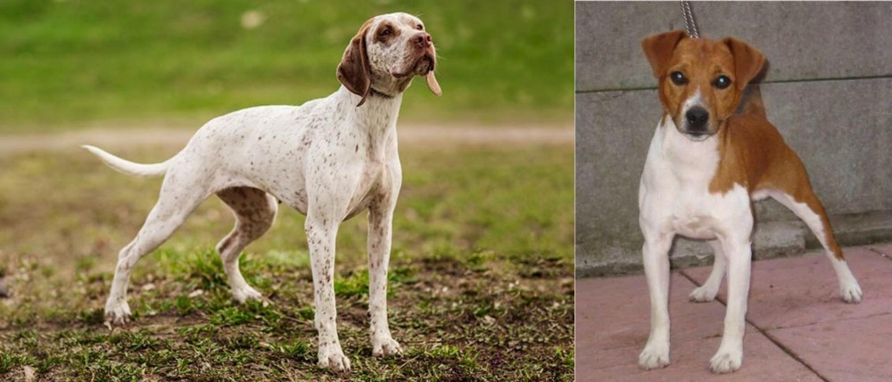 Plummer Terrier vs Braque du Bourbonnais - Breed Comparison