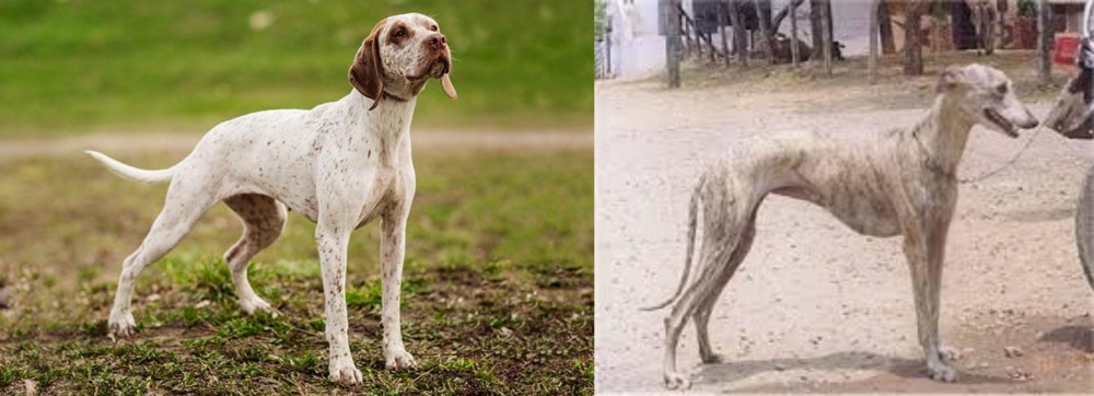 Rampur Greyhound vs Braque du Bourbonnais - Breed Comparison