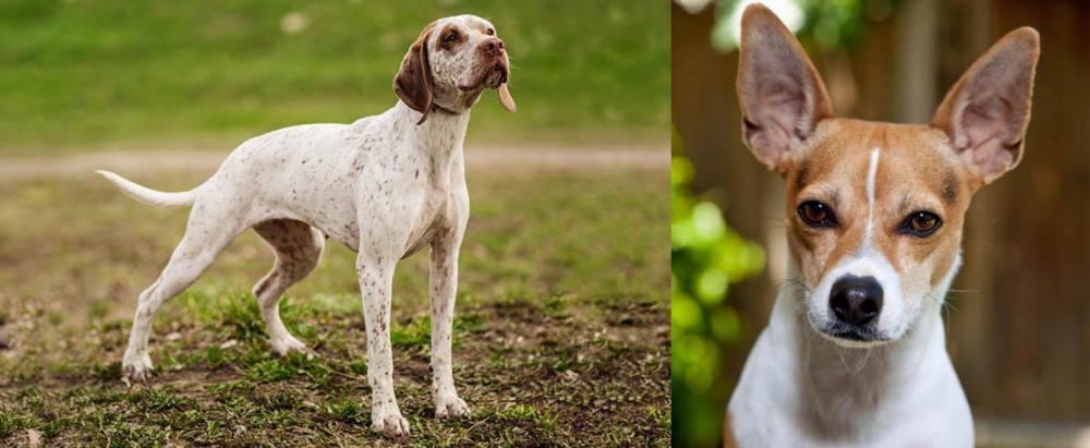 Rat Terrier vs Braque du Bourbonnais - Breed Comparison