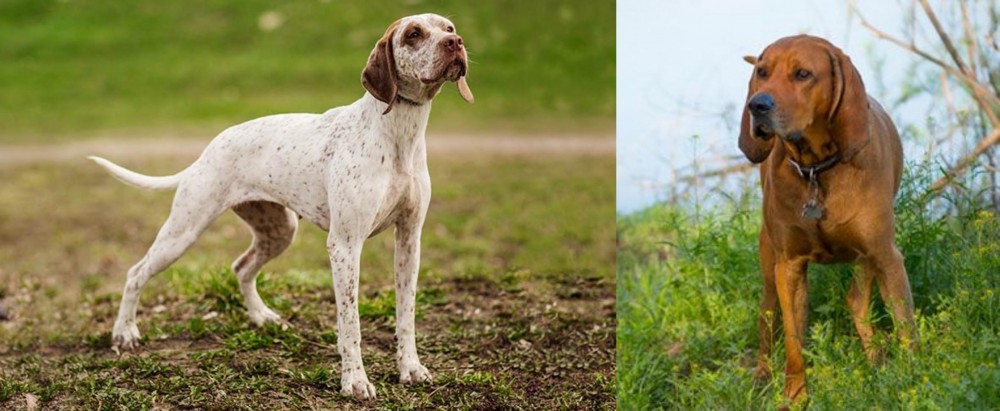 Redbone Coonhound vs Braque du Bourbonnais - Breed Comparison