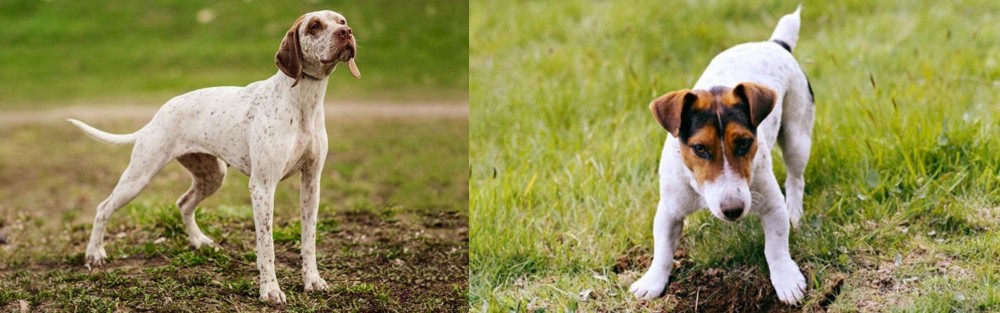 Russell Terrier vs Braque du Bourbonnais - Breed Comparison