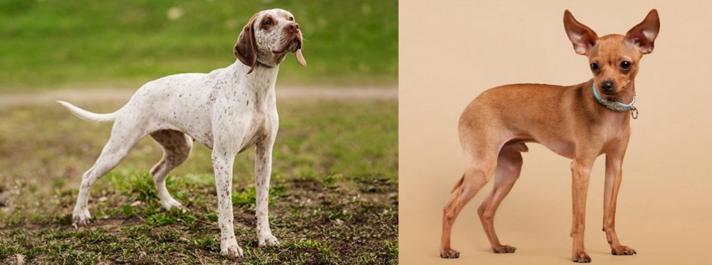 Russian Toy Terrier vs Braque du Bourbonnais - Breed Comparison