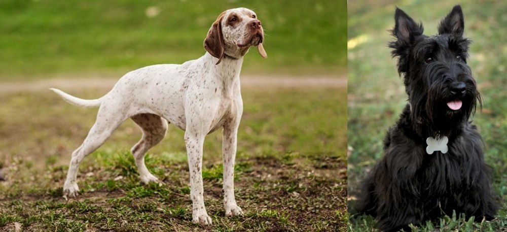 Scoland Terrier vs Braque du Bourbonnais - Breed Comparison