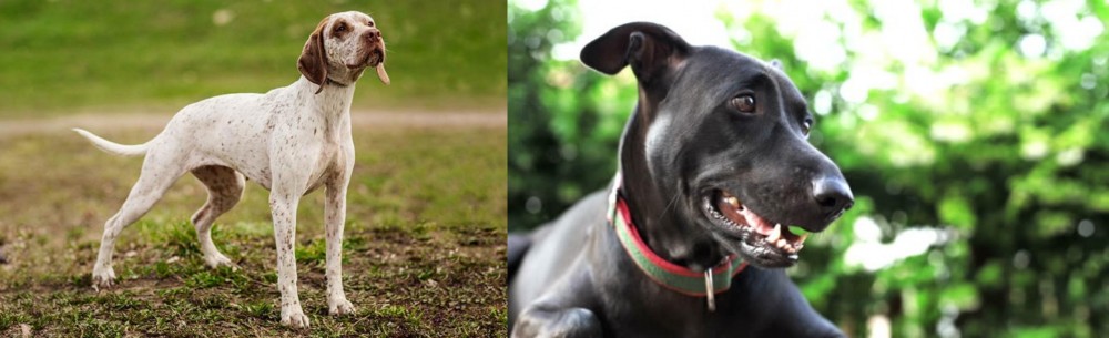 Shepard Labrador vs Braque du Bourbonnais - Breed Comparison