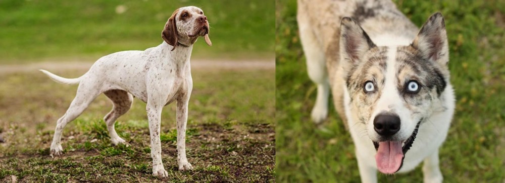 Shepherd Husky vs Braque du Bourbonnais - Breed Comparison
