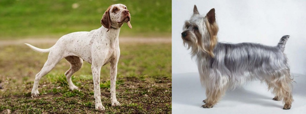Silky Terrier vs Braque du Bourbonnais - Breed Comparison