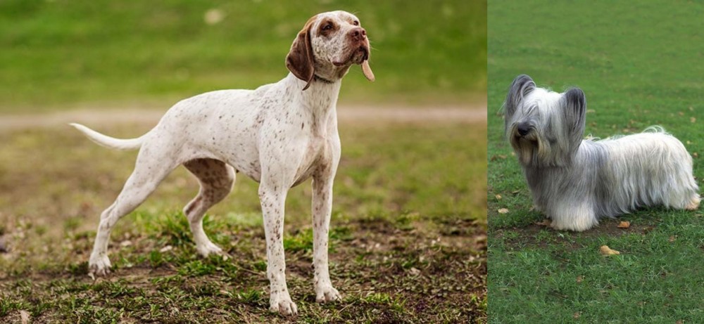 Skye Terrier vs Braque du Bourbonnais - Breed Comparison