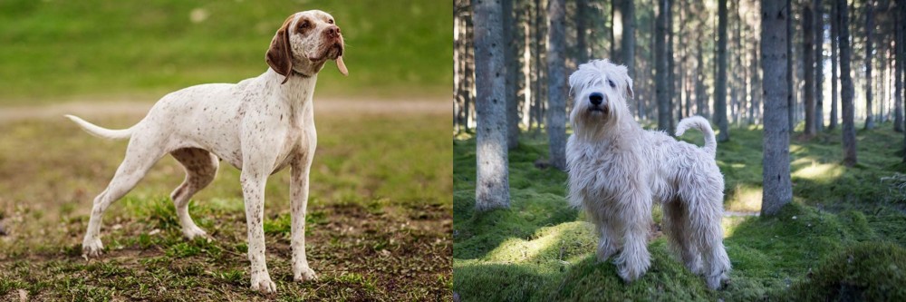 Soft-Coated Wheaten Terrier vs Braque du Bourbonnais - Breed Comparison