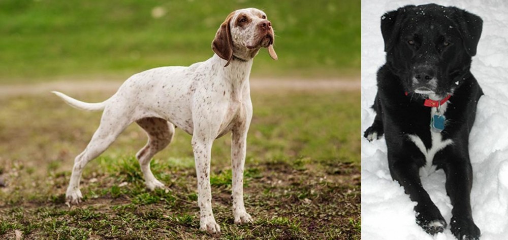 St. John's Water Dog vs Braque du Bourbonnais - Breed Comparison