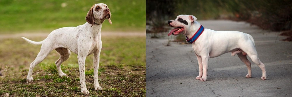 Staffordshire Bull Terrier vs Braque du Bourbonnais - Breed Comparison