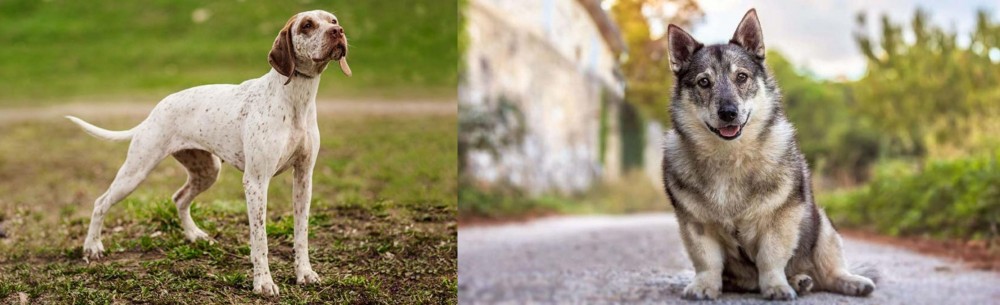 Swedish Vallhund vs Braque du Bourbonnais - Breed Comparison