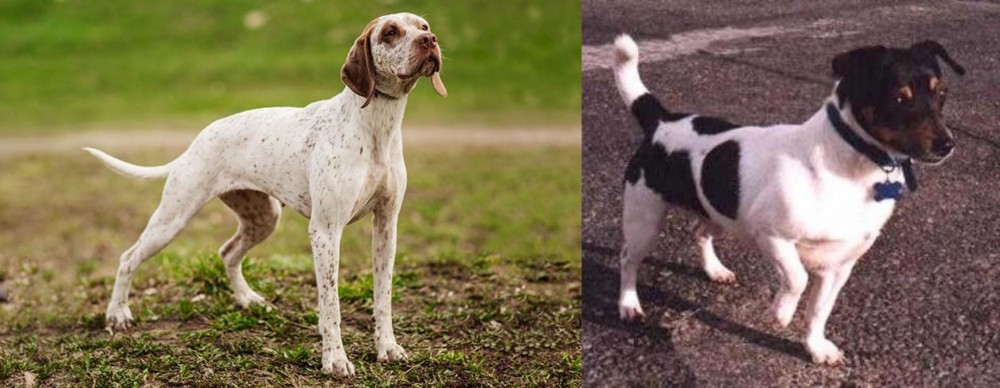 Teddy Roosevelt Terrier vs Braque du Bourbonnais - Breed Comparison