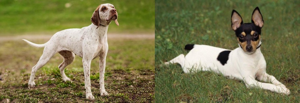 Toy Fox Terrier vs Braque du Bourbonnais - Breed Comparison
