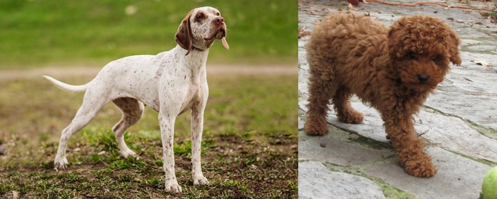 Toy Poodle vs Braque du Bourbonnais - Breed Comparison