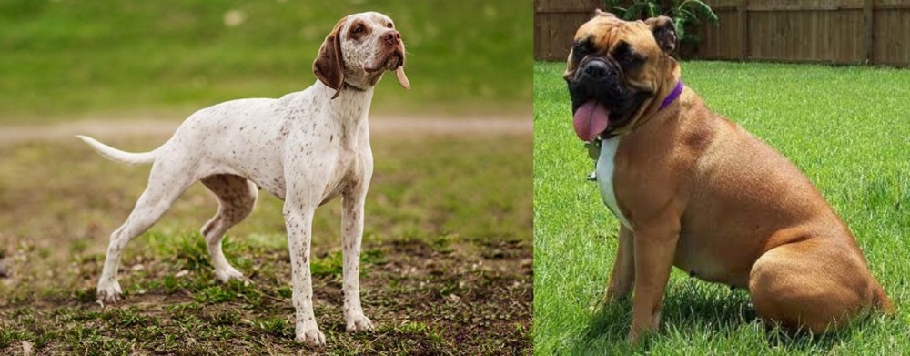 Valley Bulldog vs Braque du Bourbonnais - Breed Comparison