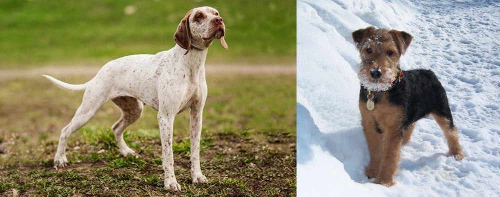 Welsh Terrier vs Braque du Bourbonnais - Breed Comparison