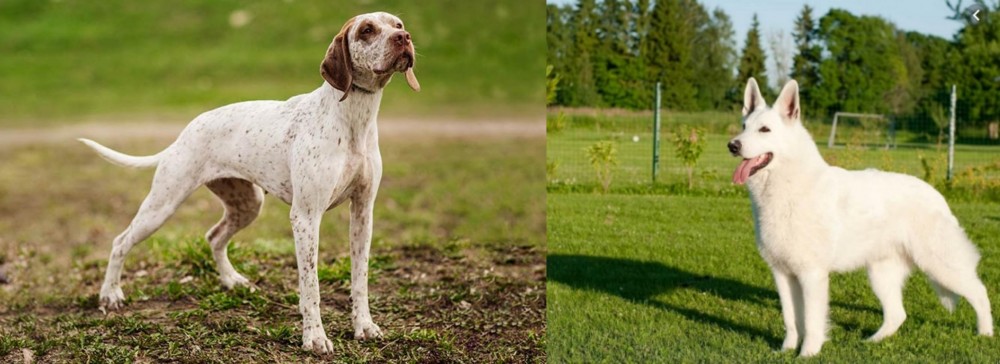 White Shepherd vs Braque du Bourbonnais - Breed Comparison