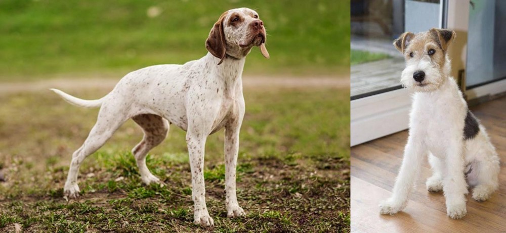 Wire Fox Terrier vs Braque du Bourbonnais - Breed Comparison
