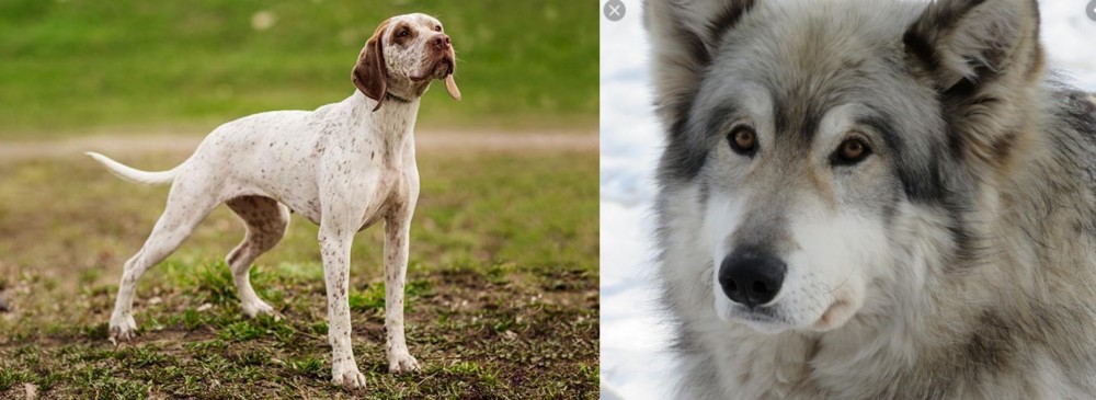 Wolfdog vs Braque du Bourbonnais - Breed Comparison