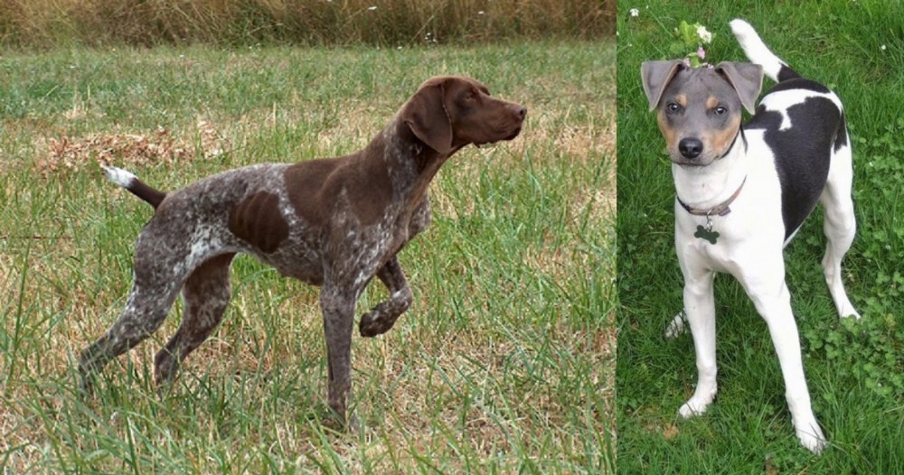 Brazilian Terrier vs Braque Francais - Breed Comparison