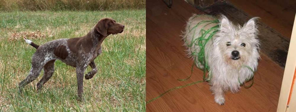 Cairland Terrier vs Braque Francais - Breed Comparison