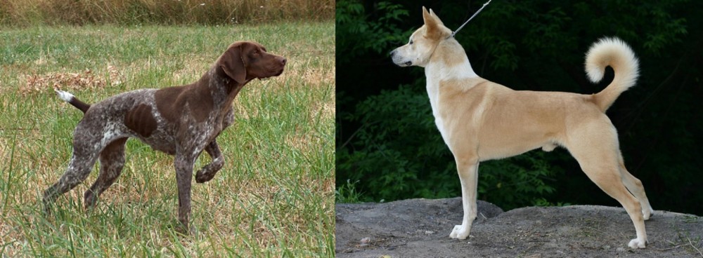 Canaan Dog vs Braque Francais - Breed Comparison