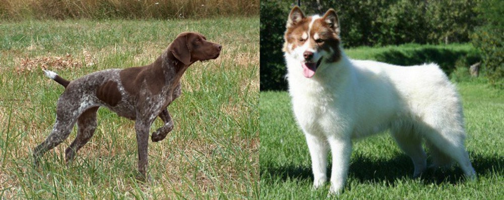 Canadian Eskimo Dog vs Braque Francais - Breed Comparison