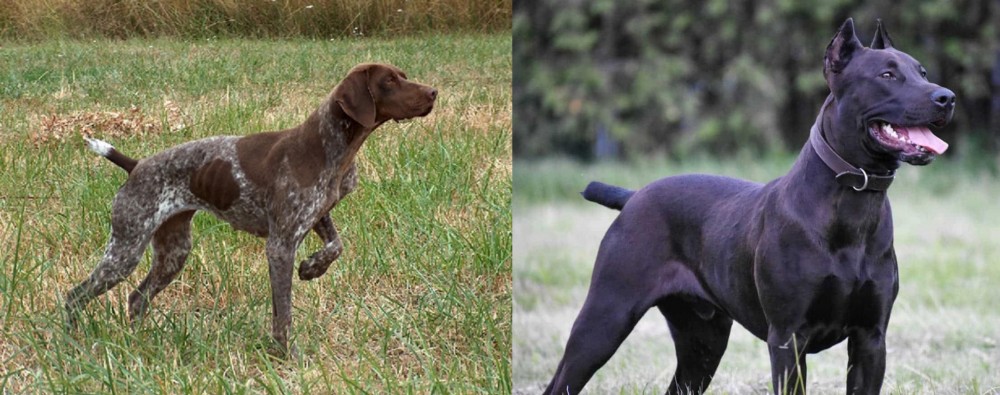 Canis Panther vs Braque Francais - Breed Comparison