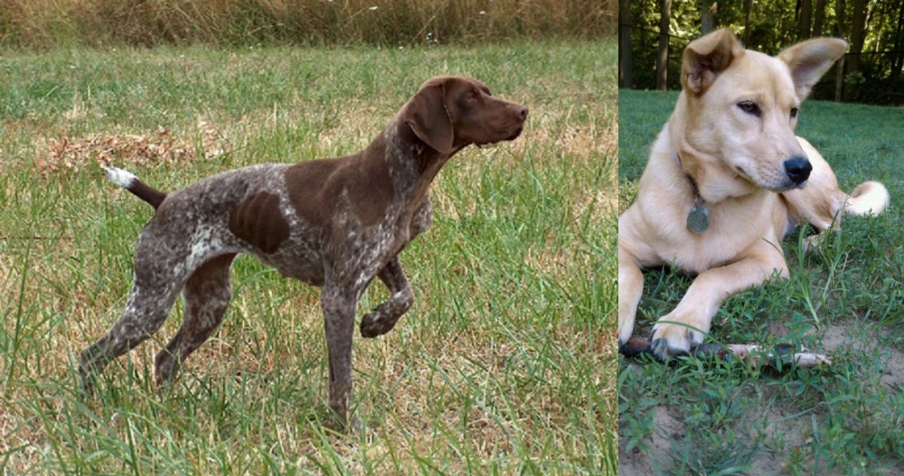 Carolina Dog vs Braque Francais - Breed Comparison
