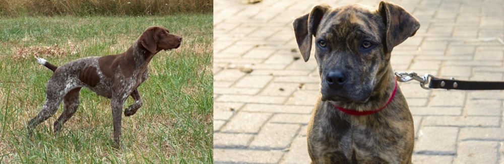Catahoula Bulldog vs Braque Francais - Breed Comparison